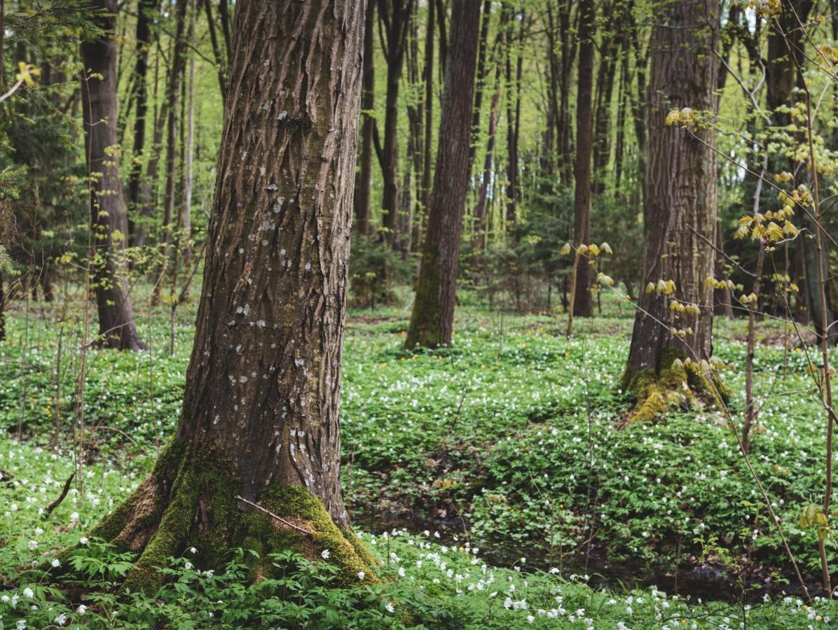 Lesna 21 Dom Poludnie Przy Puszcza Bialowieska Luka Exteriér fotografie