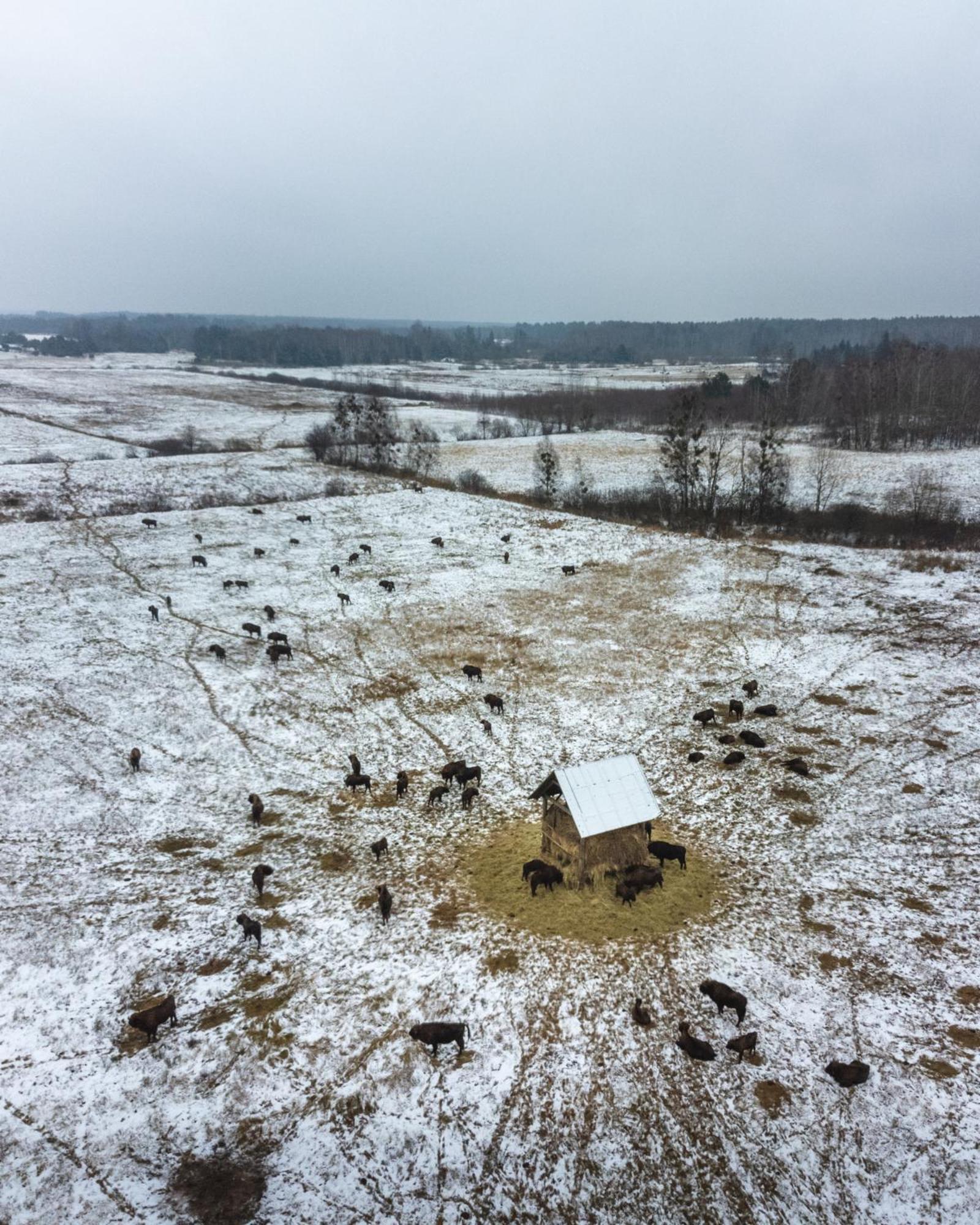 Lesna 21 Dom Poludnie Przy Puszcza Bialowieska Luka Exteriér fotografie